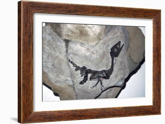 Cretaceous Dinosaur fossil, Mesozoic era-Unknown-Framed Giclee Print