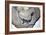 Cretaceous Dinosaur fossil, Mesozoic era-Unknown-Framed Giclee Print