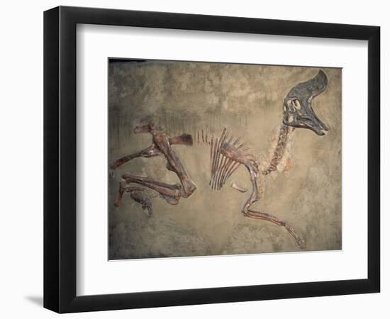 Cretaceous Lambeosaurus Dinosaur Fossil-Kevin Schafer-Framed Photographic Print