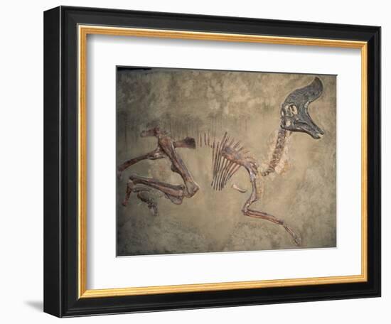 Cretaceous Lambeosaurus Dinosaur Fossil-Kevin Schafer-Framed Photographic Print