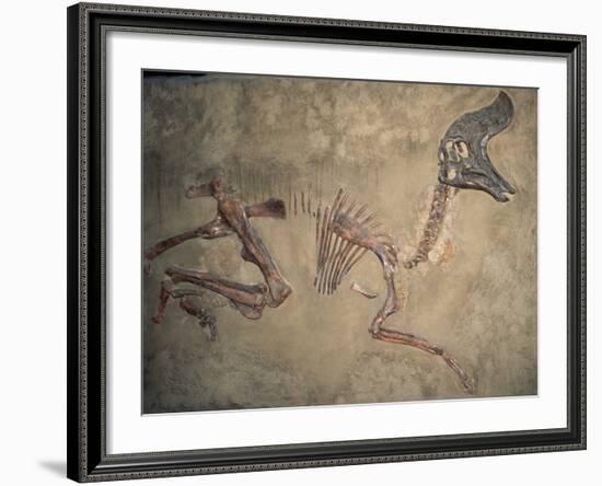 Cretaceous Lambeosaurus Dinosaur Fossil-Kevin Schafer-Framed Photographic Print