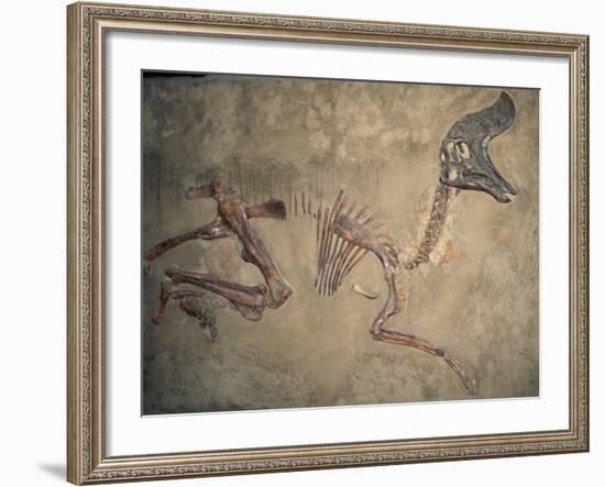 Cretaceous Lambeosaurus Dinosaur Fossil-Kevin Schafer-Framed Photographic Print