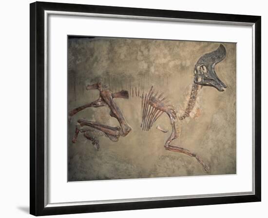 Cretaceous Lambeosaurus Dinosaur Fossil-Kevin Schafer-Framed Photographic Print