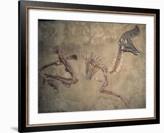 Cretaceous Lambeosaurus Dinosaur Fossil-Kevin Schafer-Framed Photographic Print