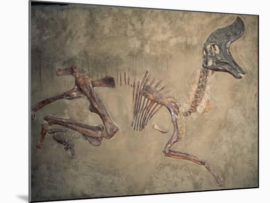 Cretaceous Lambeosaurus Dinosaur Fossil-Kevin Schafer-Mounted Photographic Print