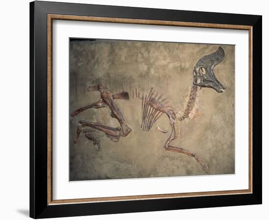 Cretaceous Lambeosaurus Dinosaur Fossil-Kevin Schafer-Framed Photographic Print