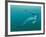 Cretaceous Marine Predators, Artwork-Walter Myers-Framed Photographic Print