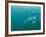 Cretaceous Marine Predators, Artwork-Walter Myers-Framed Photographic Print