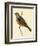 Cretzschmaer's Bunting,  from 'A History of the Birds of Europe Not Observed in the British Isles'-English-Framed Giclee Print