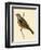 Cretzschmaer's Bunting,  from 'A History of the Birds of Europe Not Observed in the British Isles'-English-Framed Giclee Print