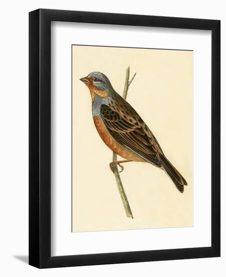 Cretzschmaer's Bunting,  from 'A History of the Birds of Europe Not Observed in the British Isles'-English-Framed Giclee Print