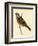 Cretzschmaer's Bunting,  from 'A History of the Birds of Europe Not Observed in the British Isles'-English-Framed Giclee Print