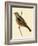 Cretzschmaer's Bunting,  from 'A History of the Birds of Europe Not Observed in the British Isles'-English-Framed Giclee Print