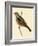 Cretzschmaer's Bunting,  from 'A History of the Birds of Europe Not Observed in the British Isles'-English-Framed Giclee Print