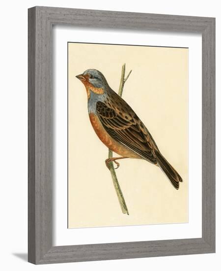 Cretzschmaer's Bunting,  from 'A History of the Birds of Europe Not Observed in the British Isles'-English-Framed Giclee Print