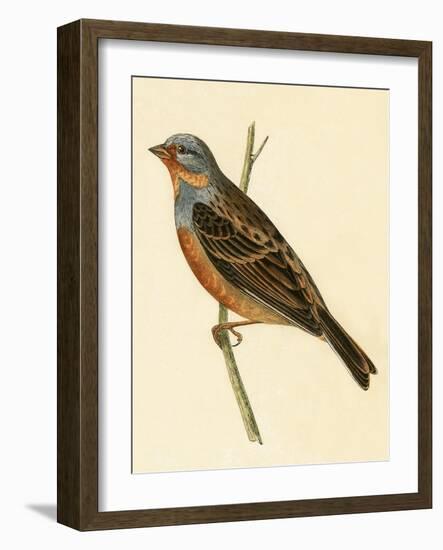 Cretzschmaer's Bunting,  from 'A History of the Birds of Europe Not Observed in the British Isles'-English-Framed Giclee Print