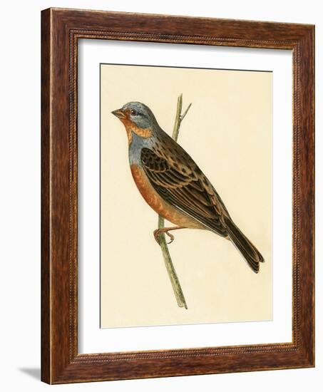 Cretzschmaer's Bunting,  from 'A History of the Birds of Europe Not Observed in the British Isles'-English-Framed Giclee Print