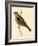 Cretzschmaer's Bunting,  from 'A History of the Birds of Europe Not Observed in the British Isles'-English-Framed Giclee Print