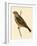 Cretzschmaer's Bunting,  from 'A History of the Birds of Europe Not Observed in the British Isles'-English-Framed Giclee Print