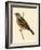 Cretzschmaer's Bunting,  from 'A History of the Birds of Europe Not Observed in the British Isles'-English-Framed Giclee Print