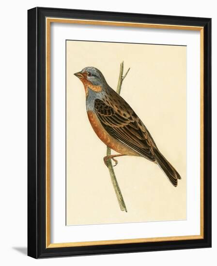 Cretzschmaer's Bunting,  from 'A History of the Birds of Europe Not Observed in the British Isles'-English-Framed Giclee Print