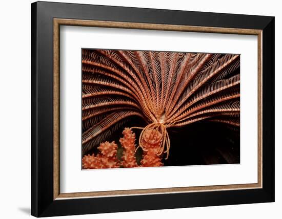 Crevice Crinoid (Comanthus Parvicirrus), Pacific Ocean, Panglao Island.-Reinhard Dirscherl-Framed Photographic Print