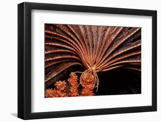 Crevice Crinoid (Comanthus Parvicirrus), Pacific Ocean, Panglao Island.-Reinhard Dirscherl-Framed Photographic Print