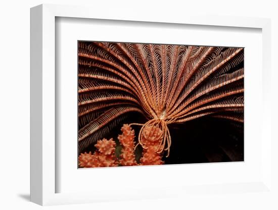 Crevice Crinoid (Comanthus Parvicirrus), Pacific Ocean, Panglao Island.-Reinhard Dirscherl-Framed Photographic Print