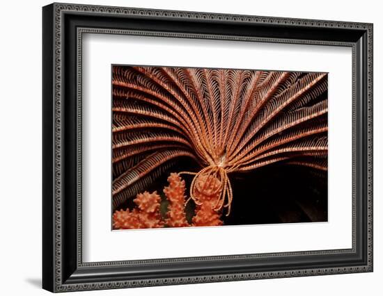 Crevice Crinoid (Comanthus Parvicirrus), Pacific Ocean, Panglao Island.-Reinhard Dirscherl-Framed Photographic Print