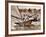 Crew of the "Arawatta" During the "Eighteen Footer" Race, Sydney Harbour, 9th April 1934-null-Framed Premium Photographic Print