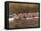 Crew Rowing, Seattle, Washington, USA-Terry Eggers-Framed Premier Image Canvas