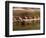 Crew Rowing, Seattle, Washington, USA-Terry Eggers-Framed Photographic Print