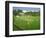 Cricket at Claygate, 1981-Liz Wright-Framed Giclee Print