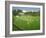 Cricket at Claygate, 1981-Liz Wright-Framed Giclee Print