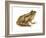 Cricket Frog (Acris Gryllus), Amphibians-Encyclopaedia Britannica-Framed Art Print