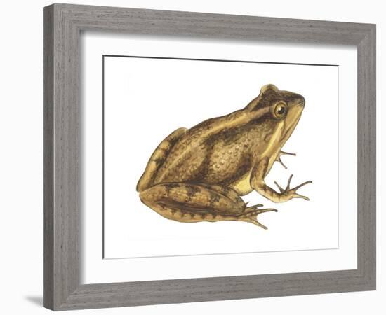 Cricket Frog (Acris Gryllus), Amphibians-Encyclopaedia Britannica-Framed Art Print