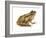 Cricket Frog (Acris Gryllus), Amphibians-Encyclopaedia Britannica-Framed Art Print