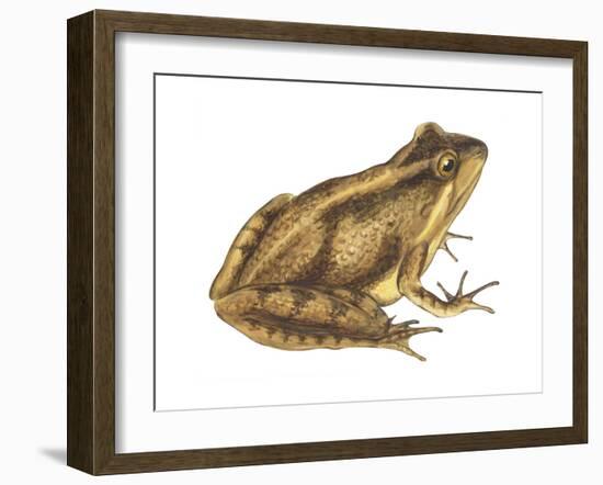 Cricket Frog (Acris Gryllus), Amphibians-Encyclopaedia Britannica-Framed Art Print