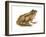 Cricket Frog (Acris Gryllus), Amphibians-Encyclopaedia Britannica-Framed Art Print