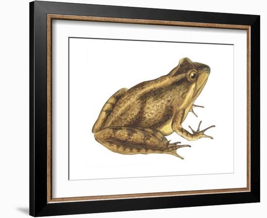 Cricket Frog (Acris Gryllus), Amphibians-Encyclopaedia Britannica-Framed Art Print