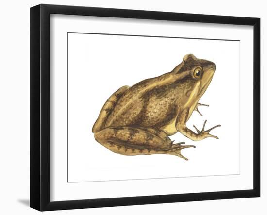 Cricket Frog (Acris Gryllus), Amphibians-Encyclopaedia Britannica-Framed Art Print