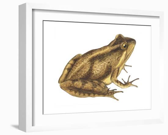 Cricket Frog (Acris Gryllus), Amphibians-Encyclopaedia Britannica-Framed Art Print