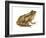 Cricket Frog (Acris Gryllus), Amphibians-Encyclopaedia Britannica-Framed Art Print