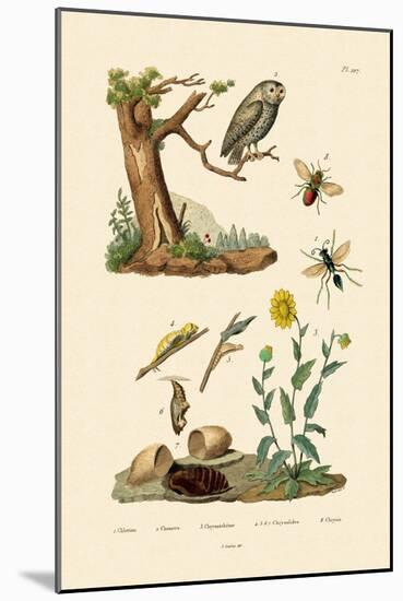 Cricket Hunter Wasp, 1833-39-null-Mounted Giclee Print