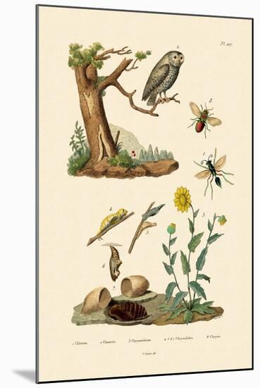 Cricket Hunter Wasp, 1833-39-null-Mounted Giclee Print