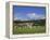 Cricket on Village Green, Surrey, England-Jon Arnold-Framed Premier Image Canvas