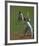 Cricket-Boscoe Holder-Framed Premium Giclee Print