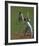 Cricket-Boscoe Holder-Framed Premium Giclee Print