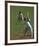 Cricket-Boscoe Holder-Framed Premium Giclee Print