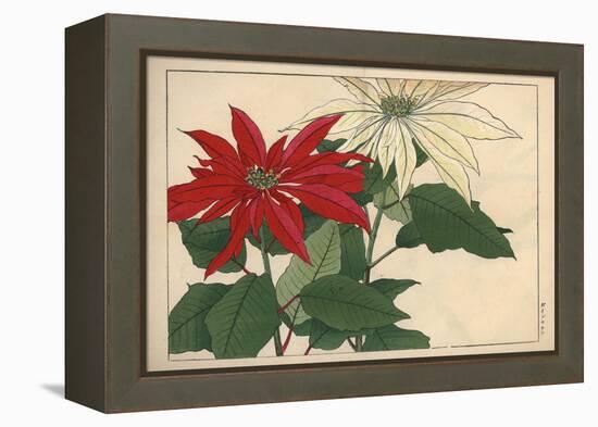 Crimson and White Poinsettia-null-Framed Premier Image Canvas